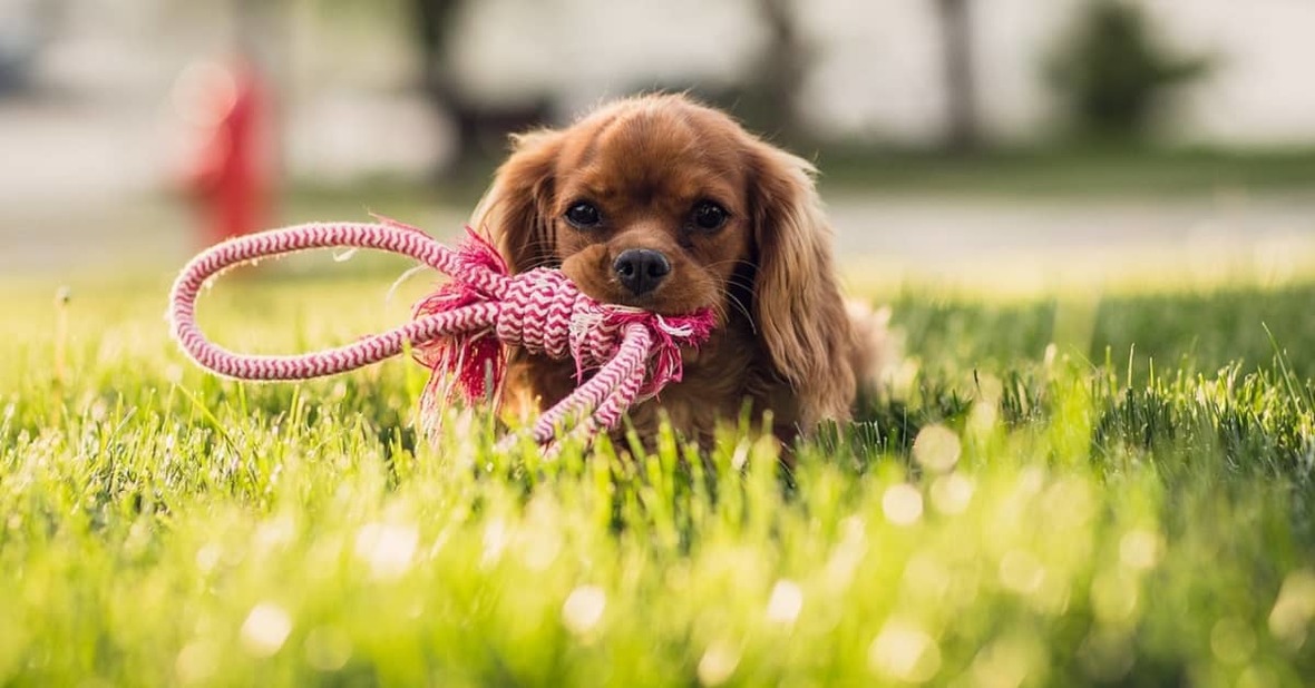 Cachorro de cocker spaniel tumbado en la hierba con un juguete de morder en la boca
